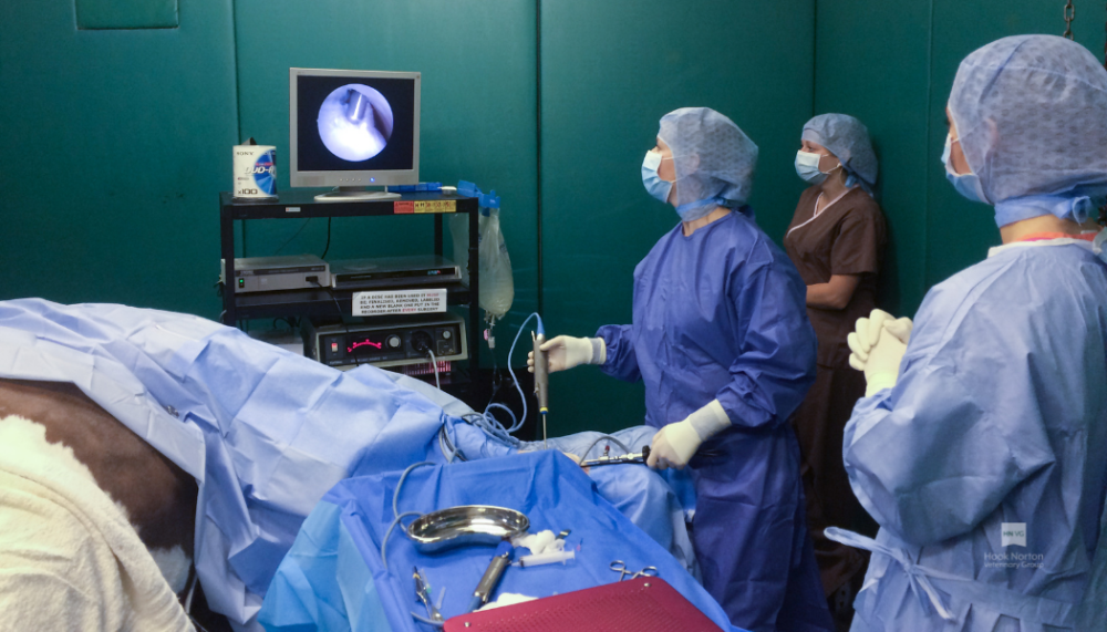 onsite equine surgery facilities
