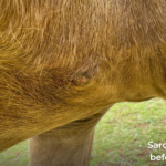horse sarcoid before laser removal