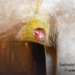 horse sarcoid 1 week after laser removal