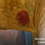 horse sarcoid 2 weeks after laser removal