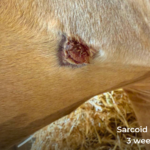 horse sarcoid 3 weeks after laser removal