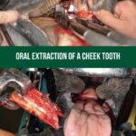 Oral extraction of a cheek tooth