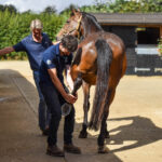 horse being assessed for lameness