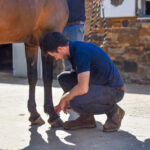 horse being assessed for lameness