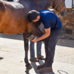 horse being assessed for lameness