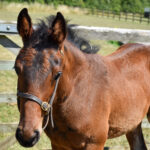 brown foal in field