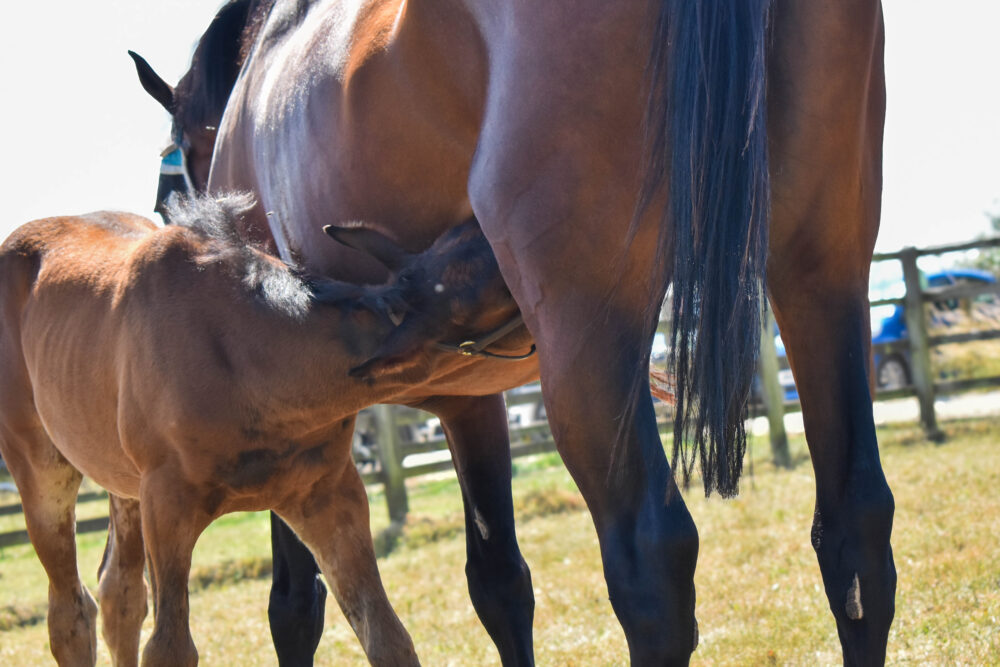 brown mare and foal