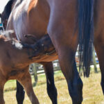 brown mare and foal