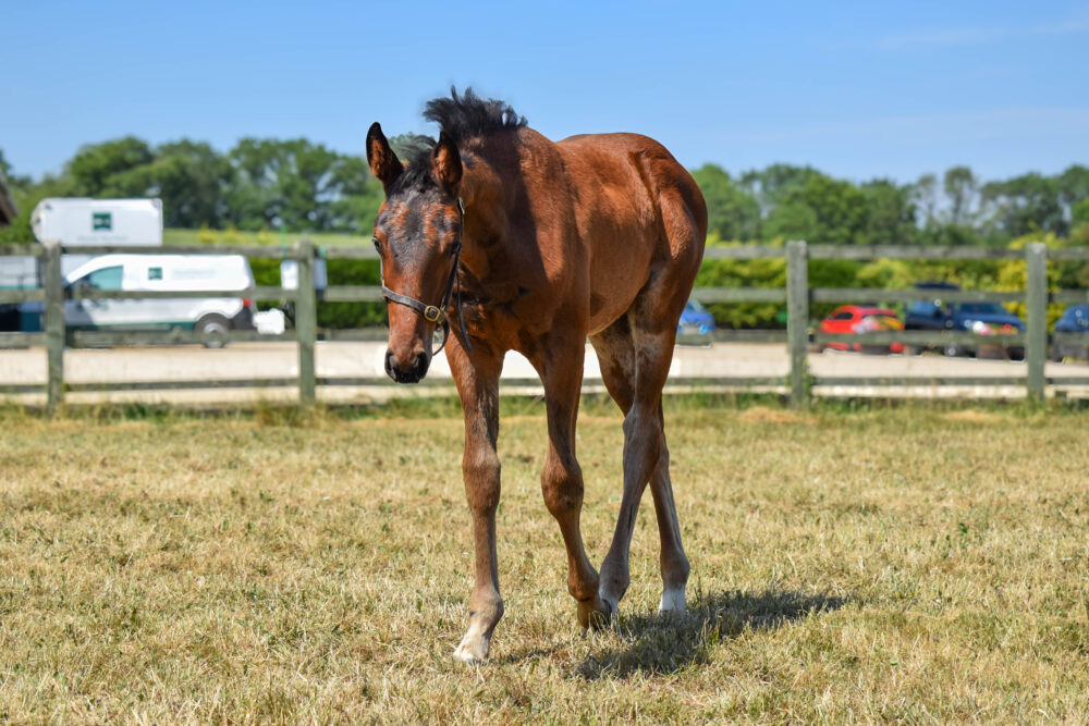 brown foal in field