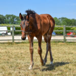 brown foal in field