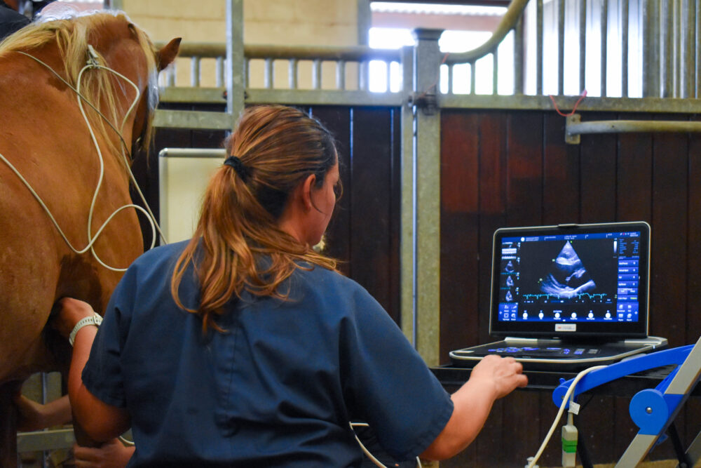 pony having ultrasound