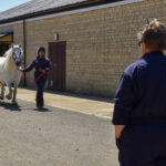 Horse being trotted up for vet