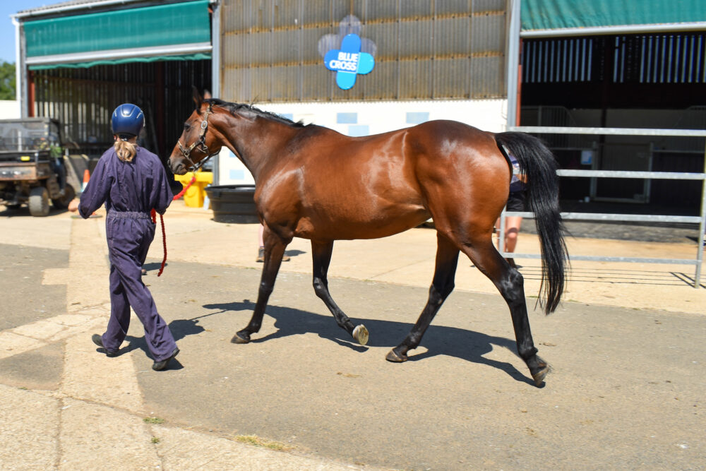 Horse being trotted up for vet