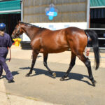 Horse being trotted up for vet