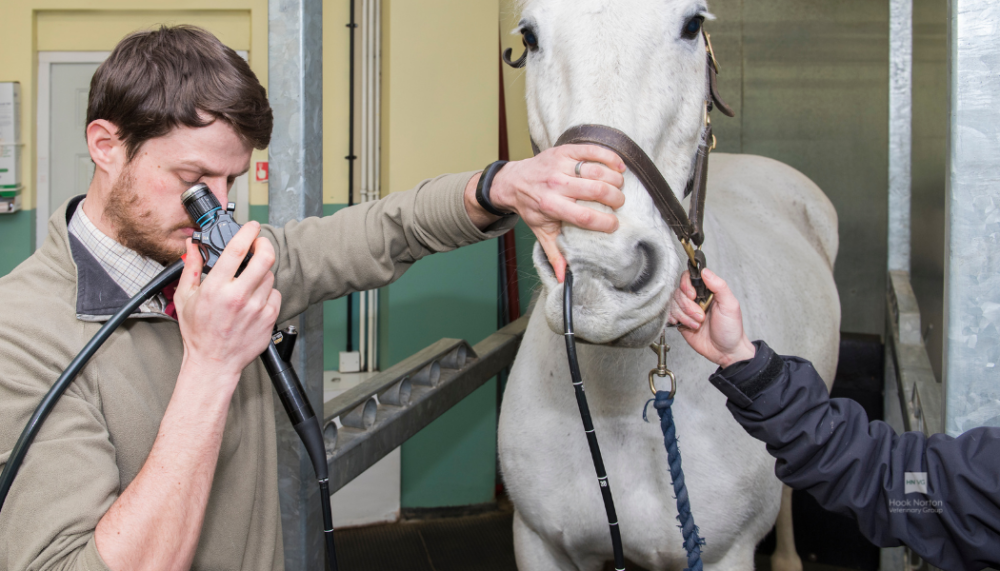 horse endoscopy