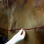 horse endoscopy