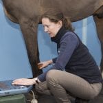 horse scan