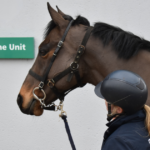 horse vet equine unit