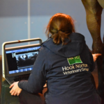 horse having ultrasound on leg