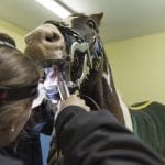 horse dental HNVG