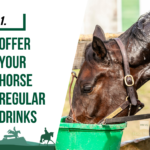 cooling your horse