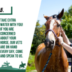 cooling your horse