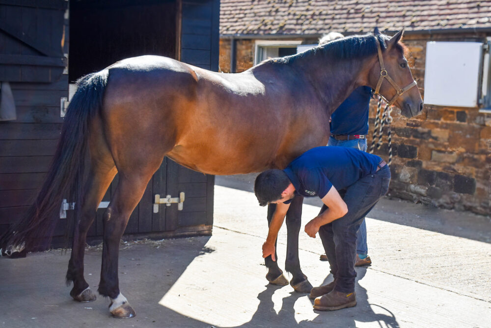 horse being checked for soundness by a vet