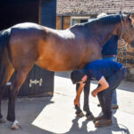 horse being checked for soundness by a vet
