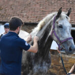 racehorse being vaccinated by vet
