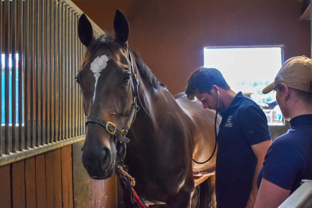 racehorse being examined by vet