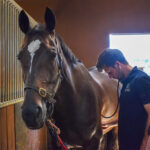 racehorse being examined by vet
