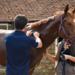 racehorse being vaccinated by vet