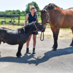 horses in equine vet clinic