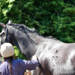 Horse being led