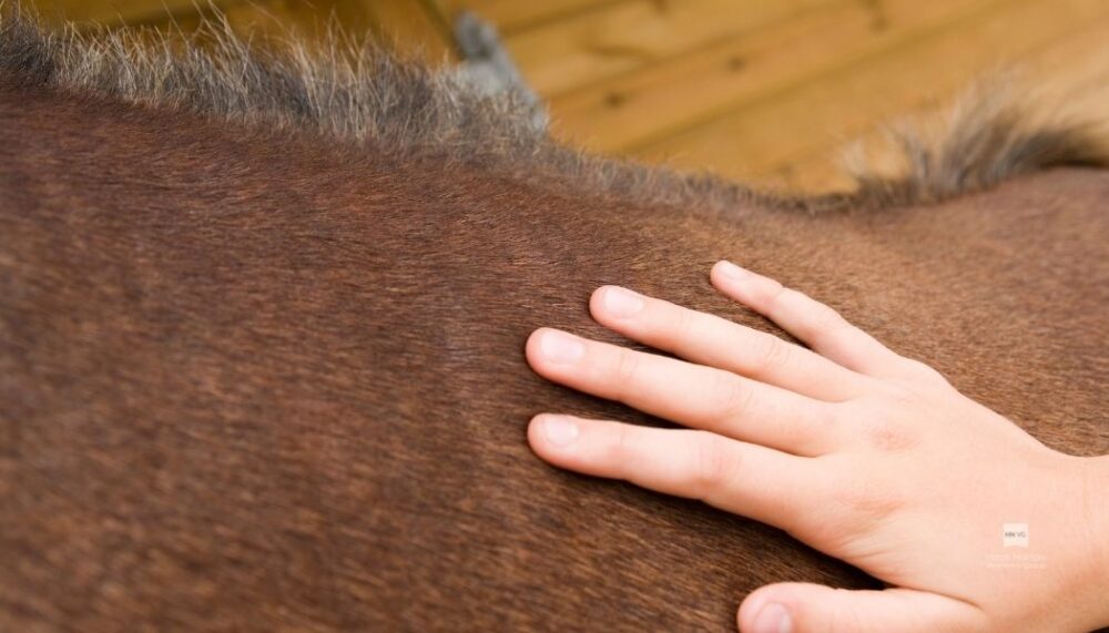 horse behaviourist near me