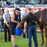 nurses providing water to horse after race