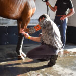 vet treating racehorse after race