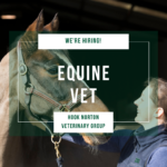 Equine Vet