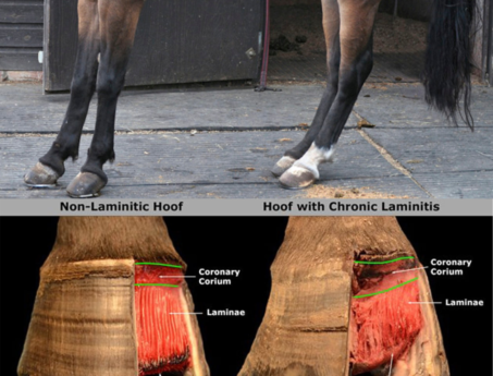 laminitis