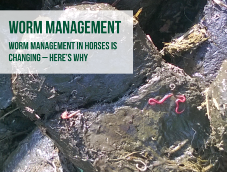 equine worm management