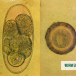 equine worm management