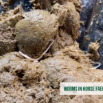 equine worm management
