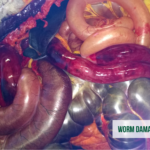 equine worm management