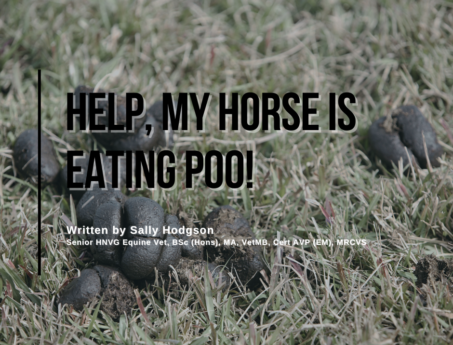 horse eating poo