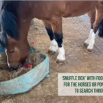 horse eating poo