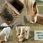 horse eating poo