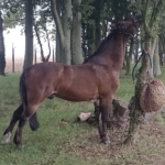 horse eating poo