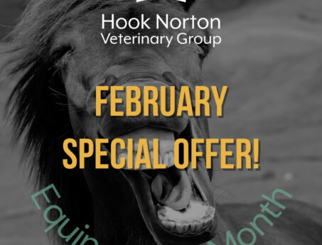equine smile month