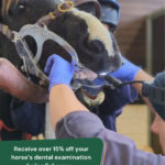 equine smile month