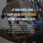 equine smile month